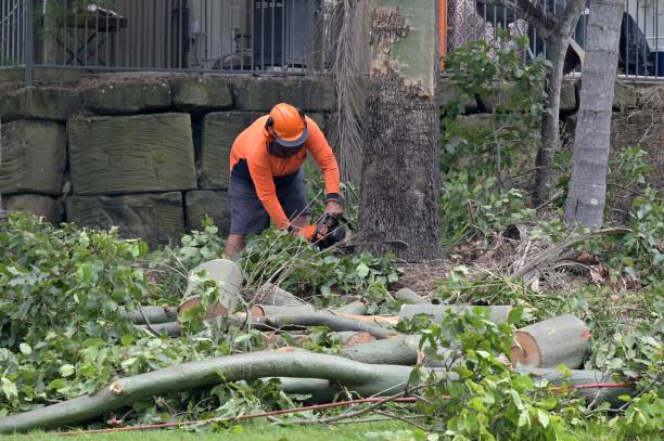 Trusted Roanoke Rapids, NC Tree Service Experts